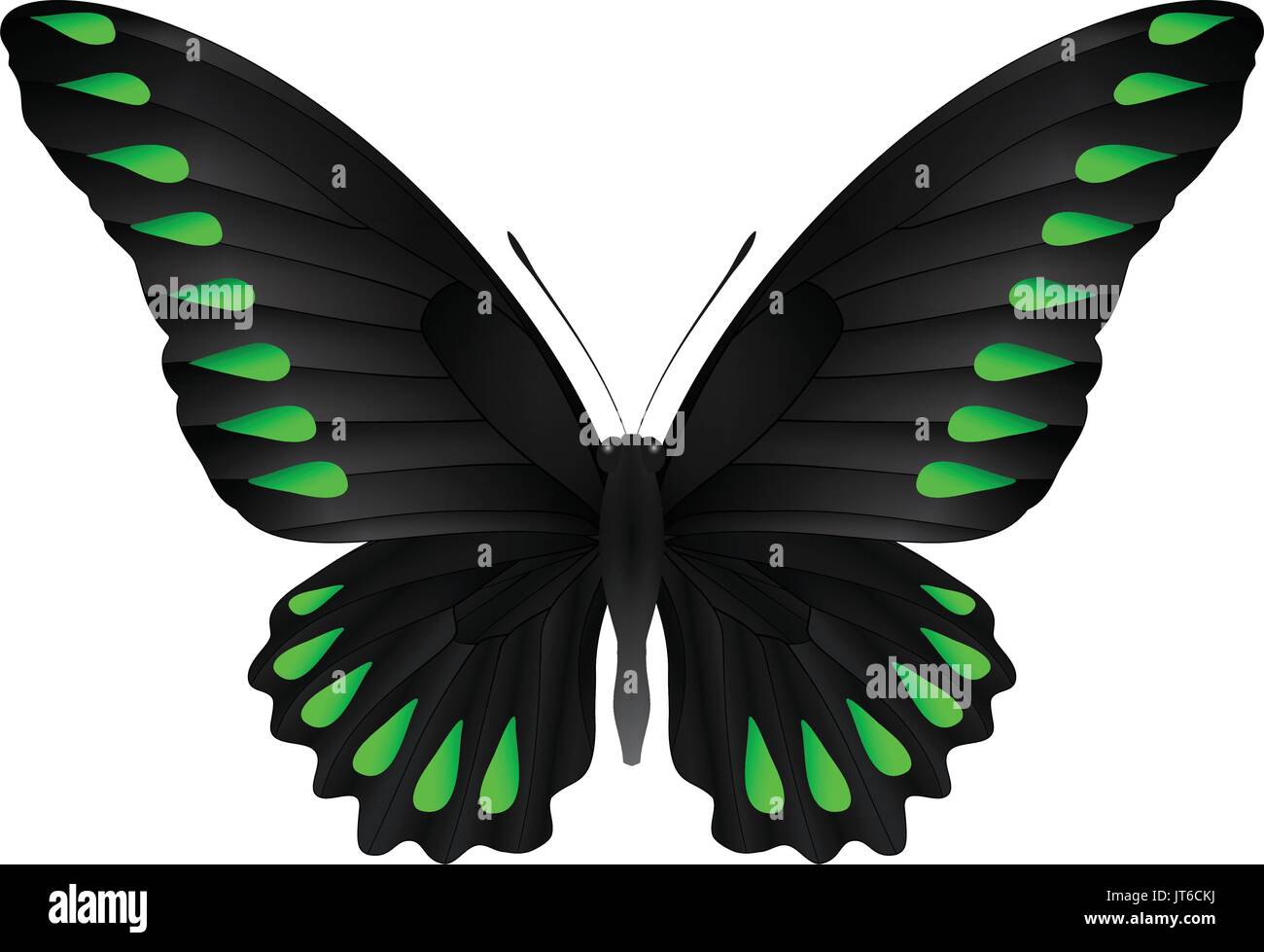 Beautiful butterfly isolated on a white background Stock Vector Image ...