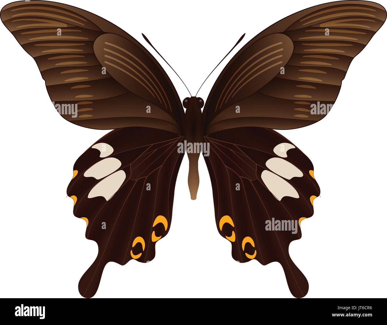 Beautiful butterfly isolated on a white background Stock Vector Image ...