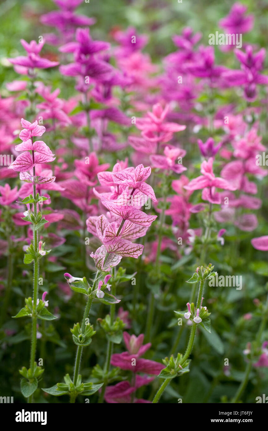 Salvia viridis flowers. Painted sage. Stock Photo