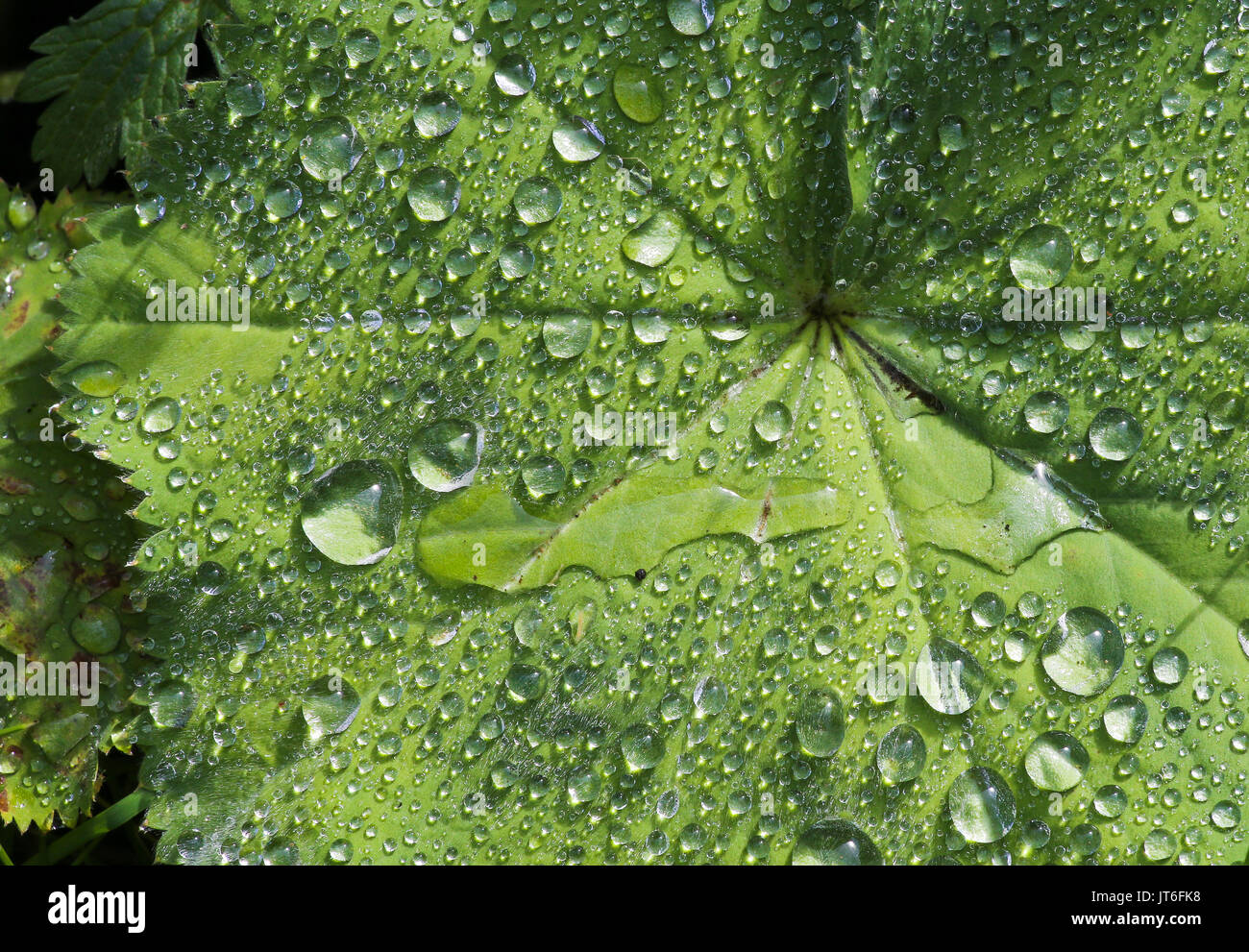 Alchemilla mollis - Ladies Mantel - fan-shaped leaves plant after a rain shower with sparkles in raindrops Stock Photo