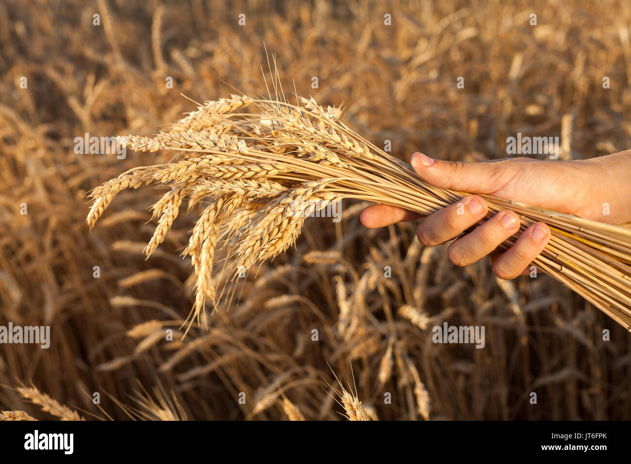 agriculture, harvesting, farming concept. rough hand of caucasian man ...