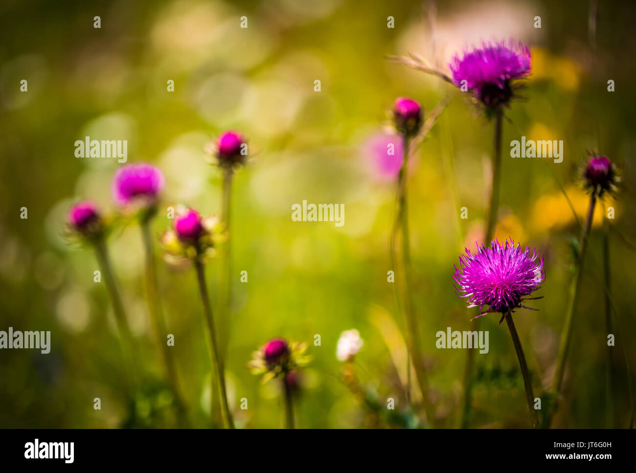 Abstract copy space background of Alpine flowers. Milk Thistle in Alpine meadows. Stock Photo
