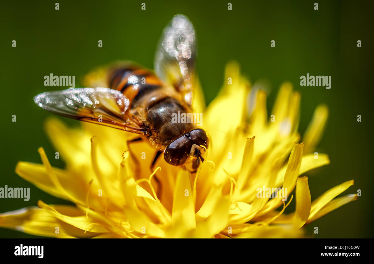 Wasp collects nectar from flower crepis alpina Stock Photo