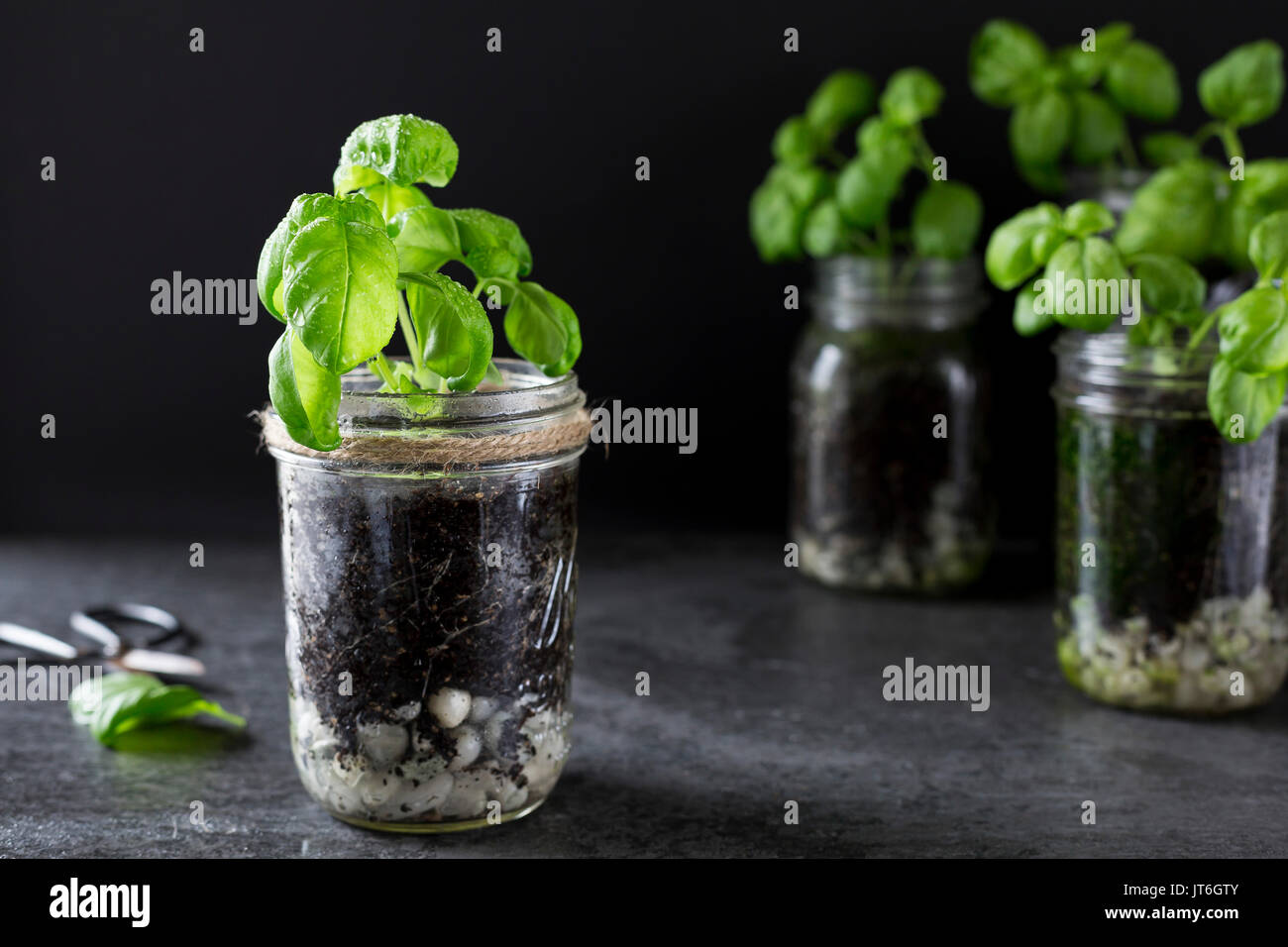 Basil Growing in Jars Stock Photo Alamy