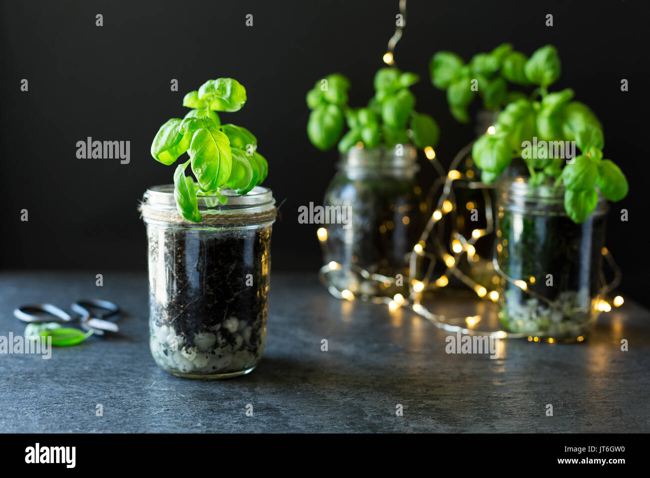 Basil Growing in Jars Stock Photo Alamy