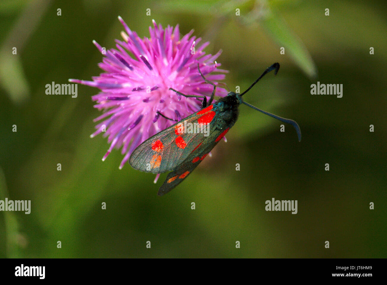 The 5 spot or 6 spot burnet (Zygaena trifolii) at rest on a thistle.  This photograph was taken on the bank of the Taw and Torridge River estuary. Stock Photo