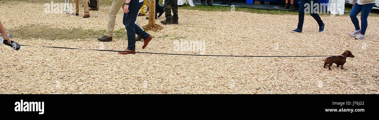 A daschund dog on a very long lead at The Game Fair, 2017. Stock Photo