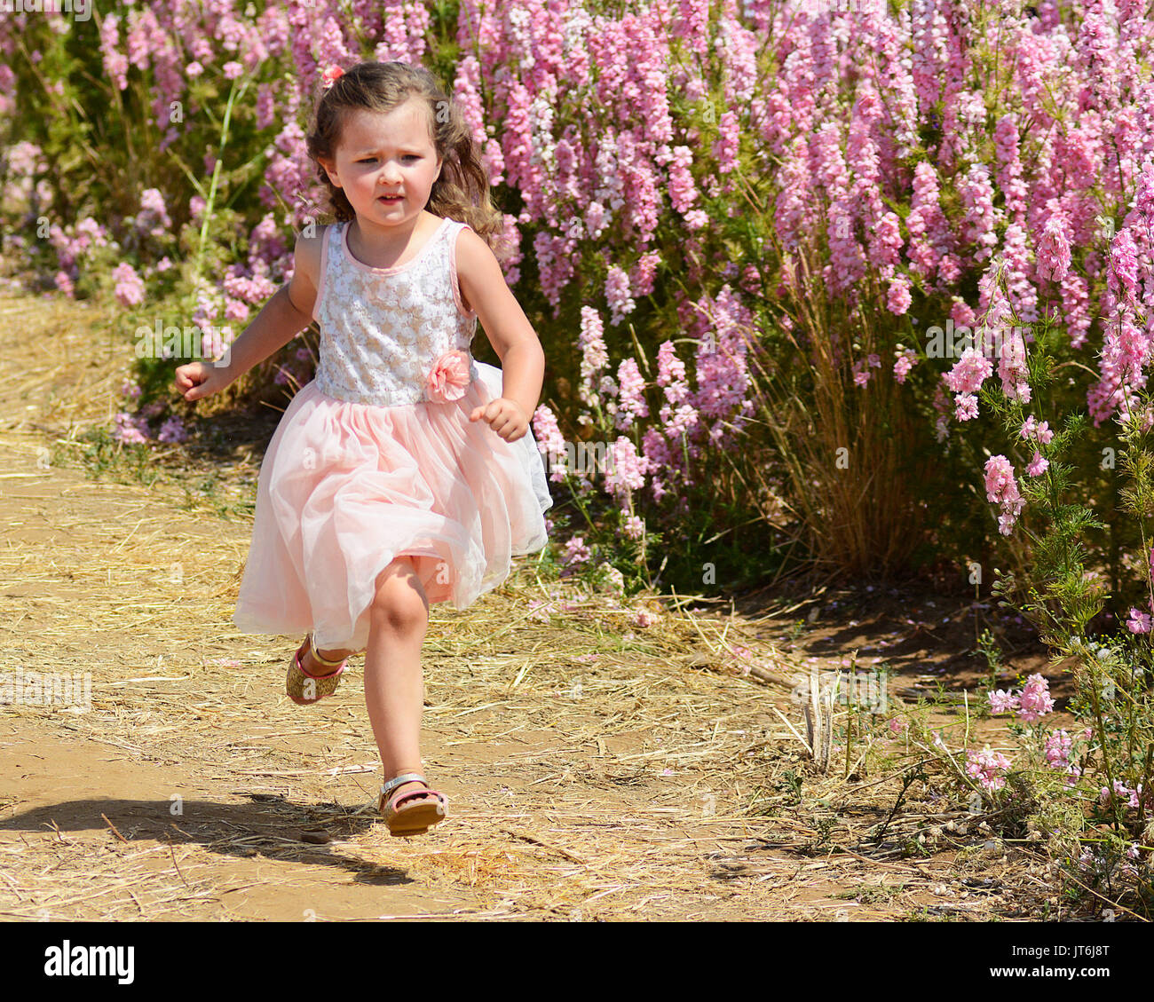 A little girl running past a field of delphiniums at Wick, Worcestershire, UK. Stock Photo