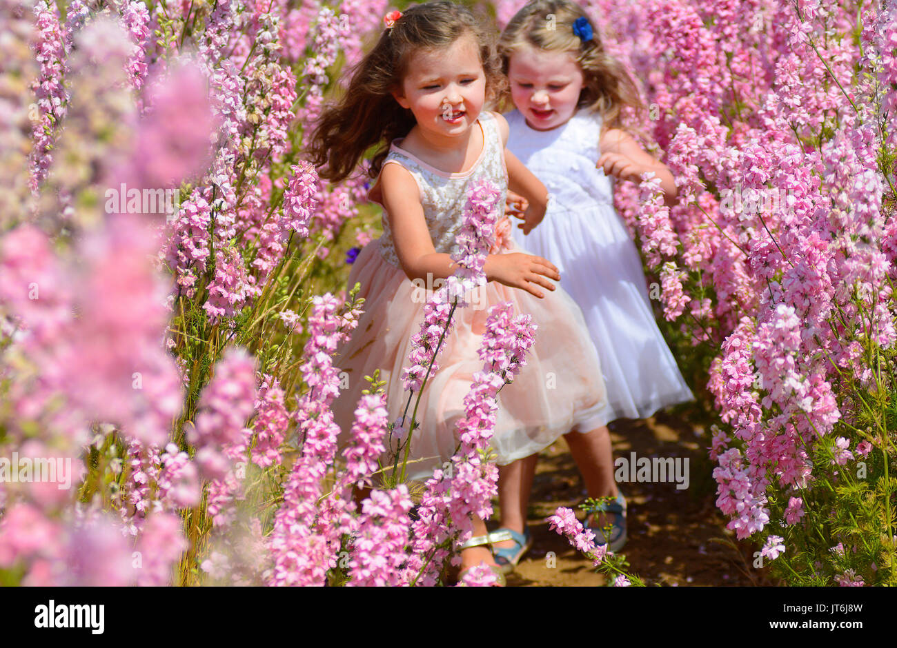 Blooming gorgeous weather- Friends Wren and Sienna, both 3 yrs old, amongst the delphiniums at the Confetti Field in Wick, Worcestershire today- one of the world's largest carpets of flowers where today it reached 28 degrees C. The 18 acres of delphiniums are currently being picked for confetti by The Real Flower Confetti Company. Photos by John Robertson, 6th July 2017. Stock Photo