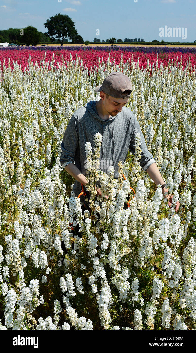 Blooming gorgeous weather- Liam Richards from Pershore picking the delphiniums at the Confetti Field in Wick, Worcestershire today- one of the world's largest carpets of flowers where today it reached 28 degrees C. The 18 acres of delphiniums are currently being picked for confetti by The Real Flower Confetti Company. Photos by John Robertson, 6th July 2017. Stock Photo