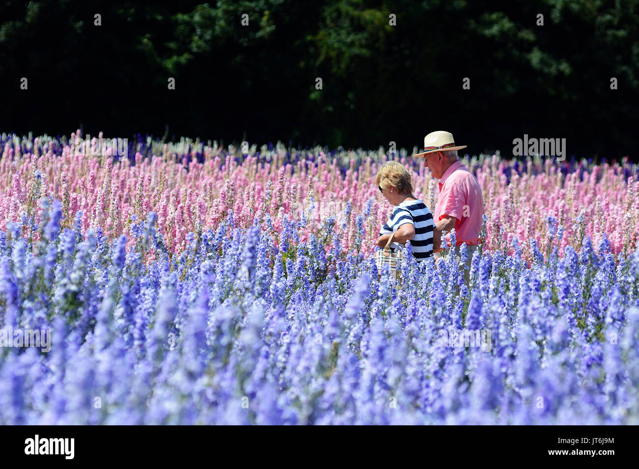 Visitors amongst the delphinium confetti from the Confetti Field in Wick, Worcestershire where18 acres of delphiniums are currently being picked for confetti by The Real Flower Confetti Company. One of the world's largest carpets of flowers, the fields are closed to the public from today while the crop is picked.Photos by John Robertson, 9th July 2017. Stock Photo