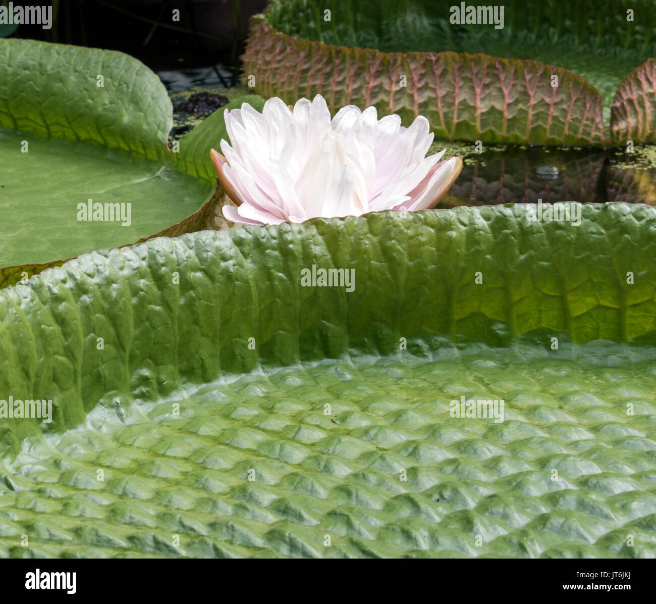 English summer flower hi-res stock photography and images - Alamy