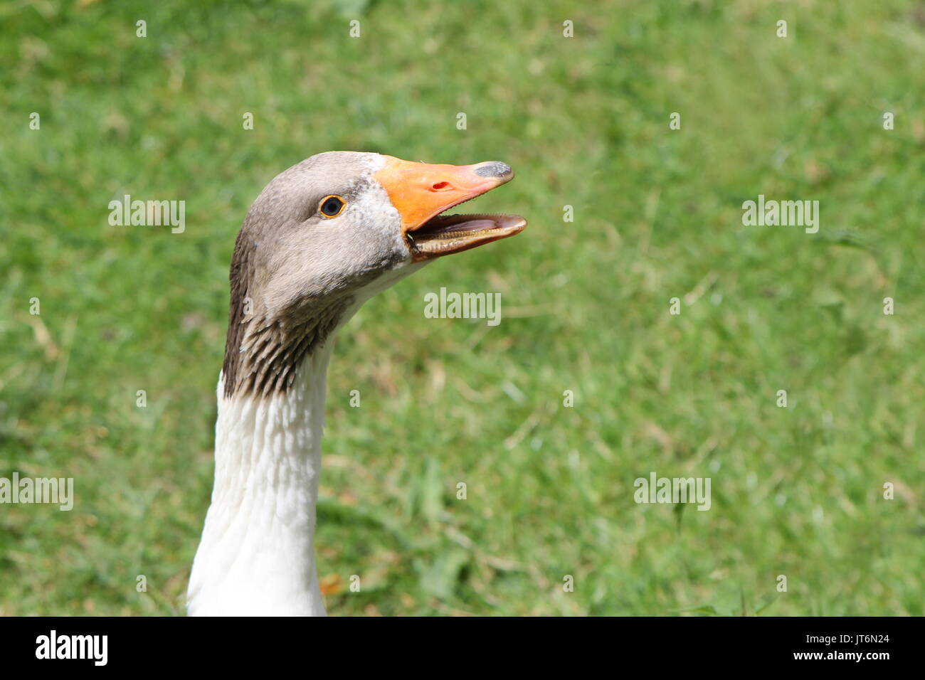 West of england goose hires stock photography and images Alamy