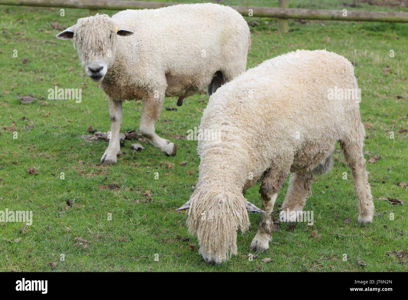 Pair of Cotswold Sheep (Ovis aries) grazing in a farm pasture Stock