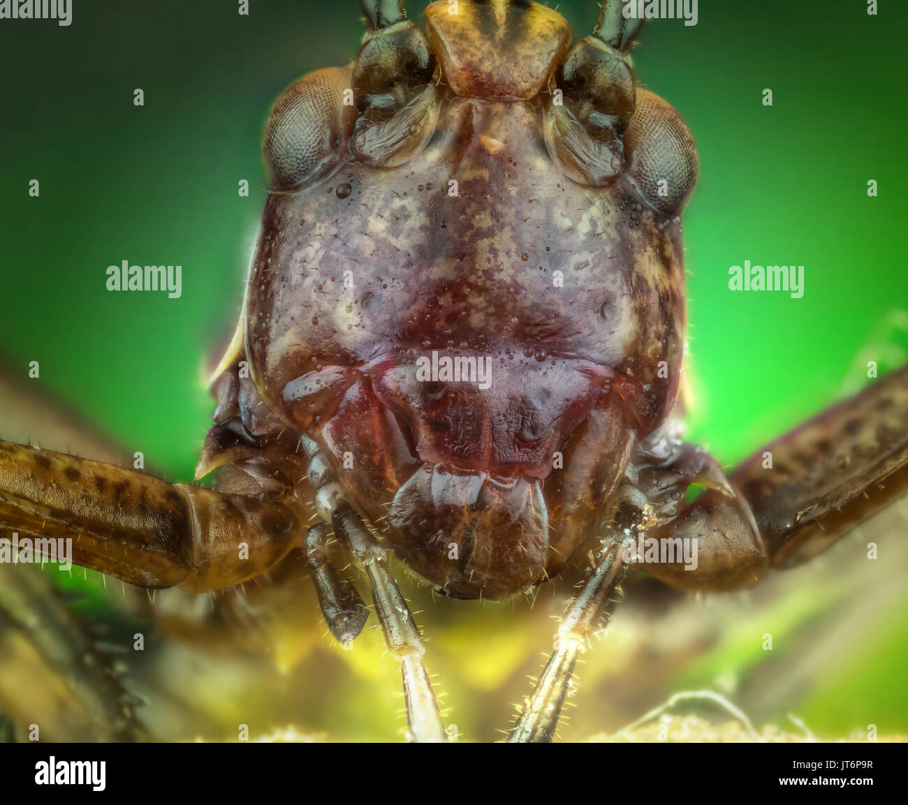Head of brown Ensifera on green background extreme macro or micro photography Stock Photo