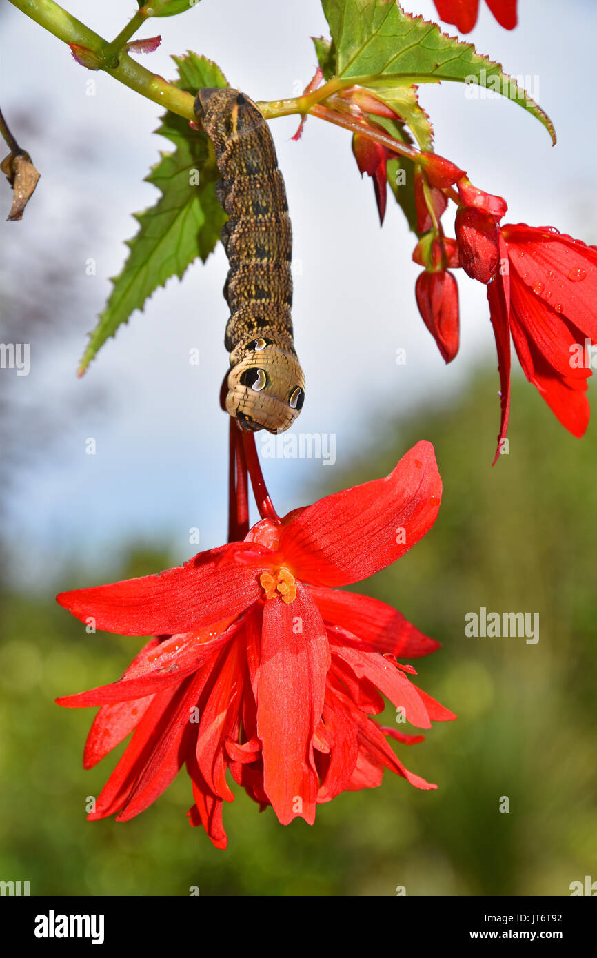 Elephant Hawk Moth Caterpillar (Deilephila elpenor) caterpillar feeding on a fuchsia plant, showing defensive eye-spots Stock Photo