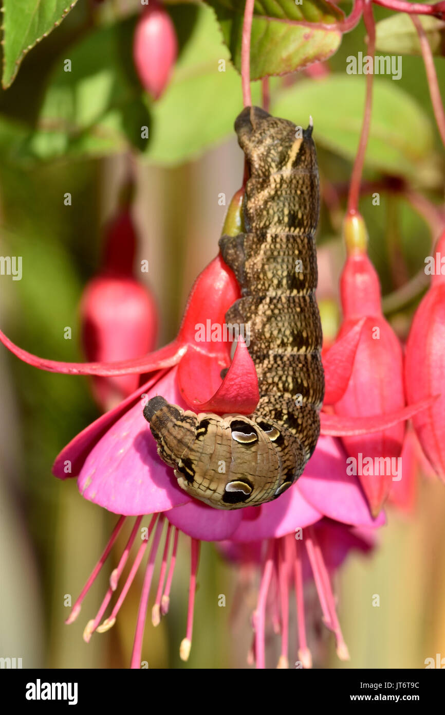Elephant Hawk Moth Caterpillar (Deilephila elpenor) feeding on a fuchsia plant, showing defensive eye-spots Stock Photo