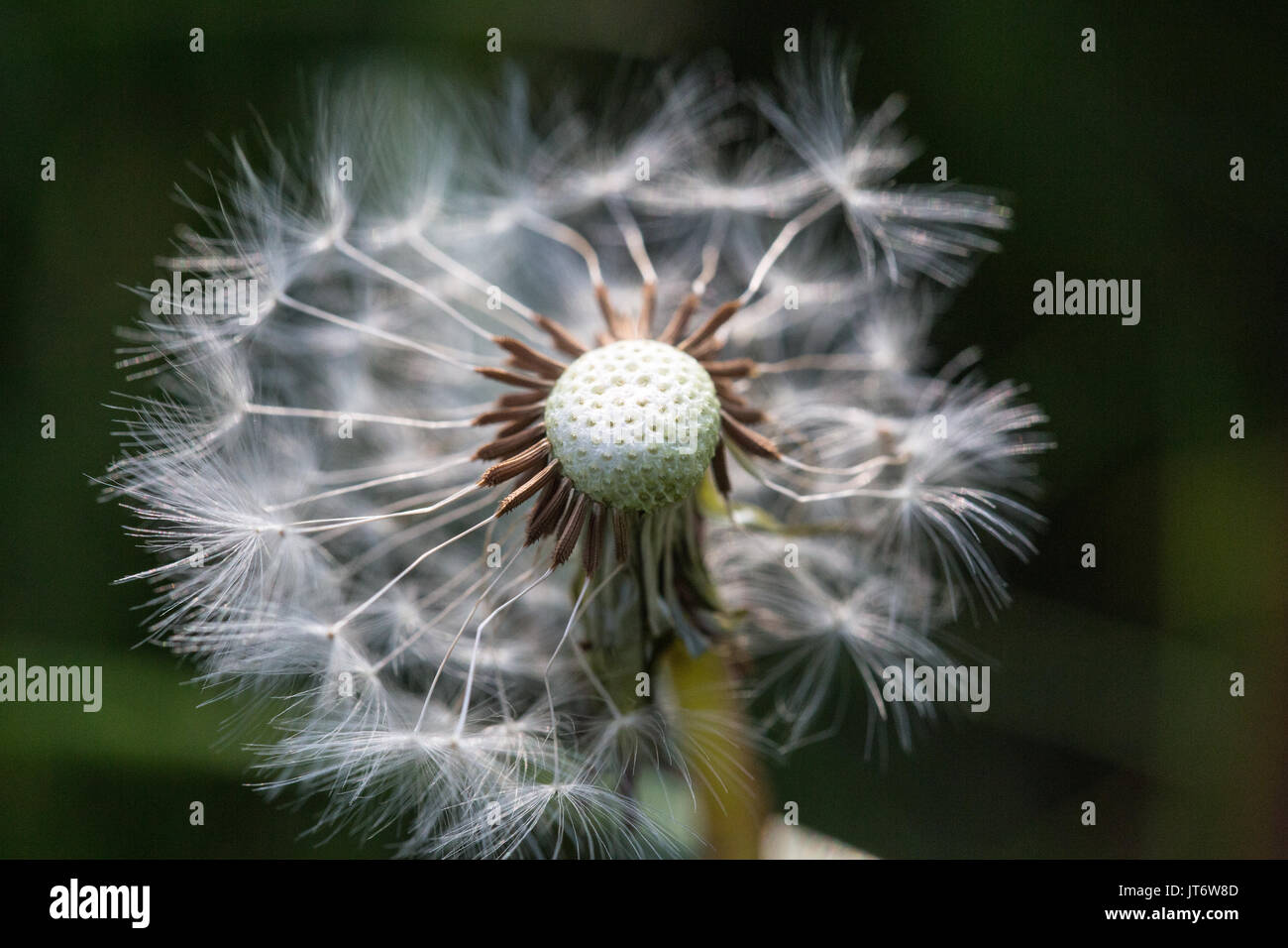 Dandelion macro photograph Stock Photo