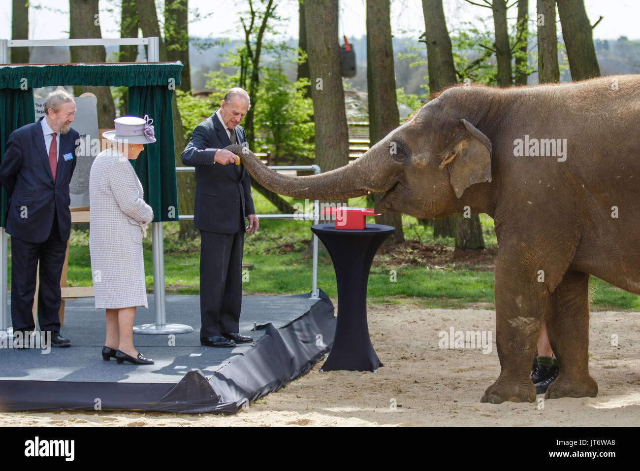 The Queen Helps Feed Elephants at Whipsnade Zoo The Queen Helps Feed Elephants at Whipsnade Zoo