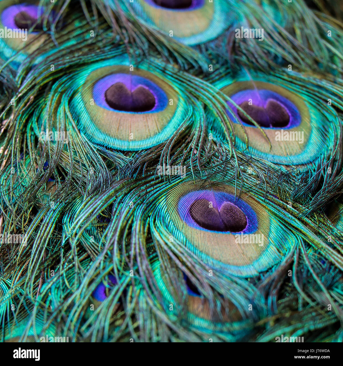 Zoo animals peacock hires stock photography and images Alamy