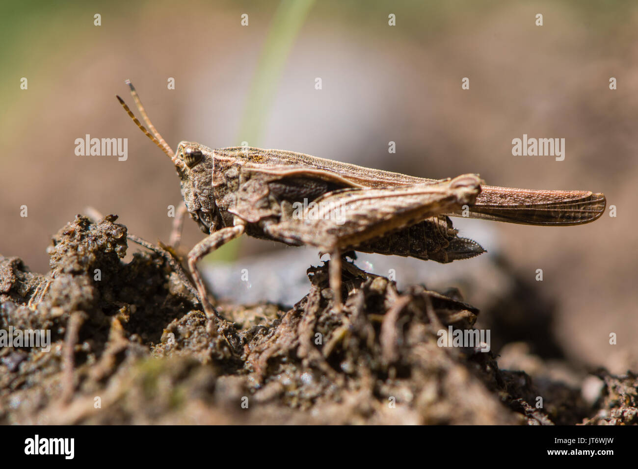 Slender groundhopper (Tetrix subulata) adult profile. Grasshopper-like insect in the order Orthoptera with wings extending beyond abdomen Stock Photo