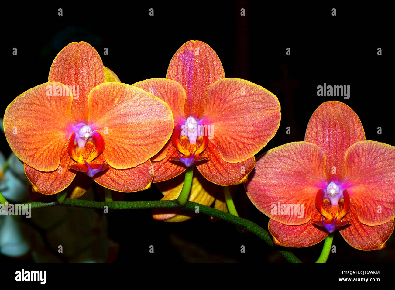 Orchid Latin name Orchis phalaenopsis flowers Stock Photo