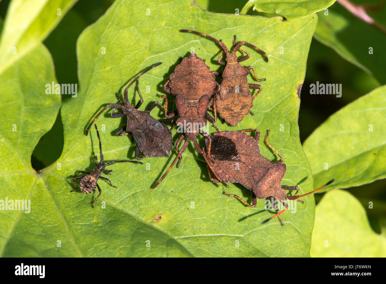 Dock bugs (Coreus marginatus) from above. Adult and various instars of nymph of squashbug in the family Coreidae Stock Photo