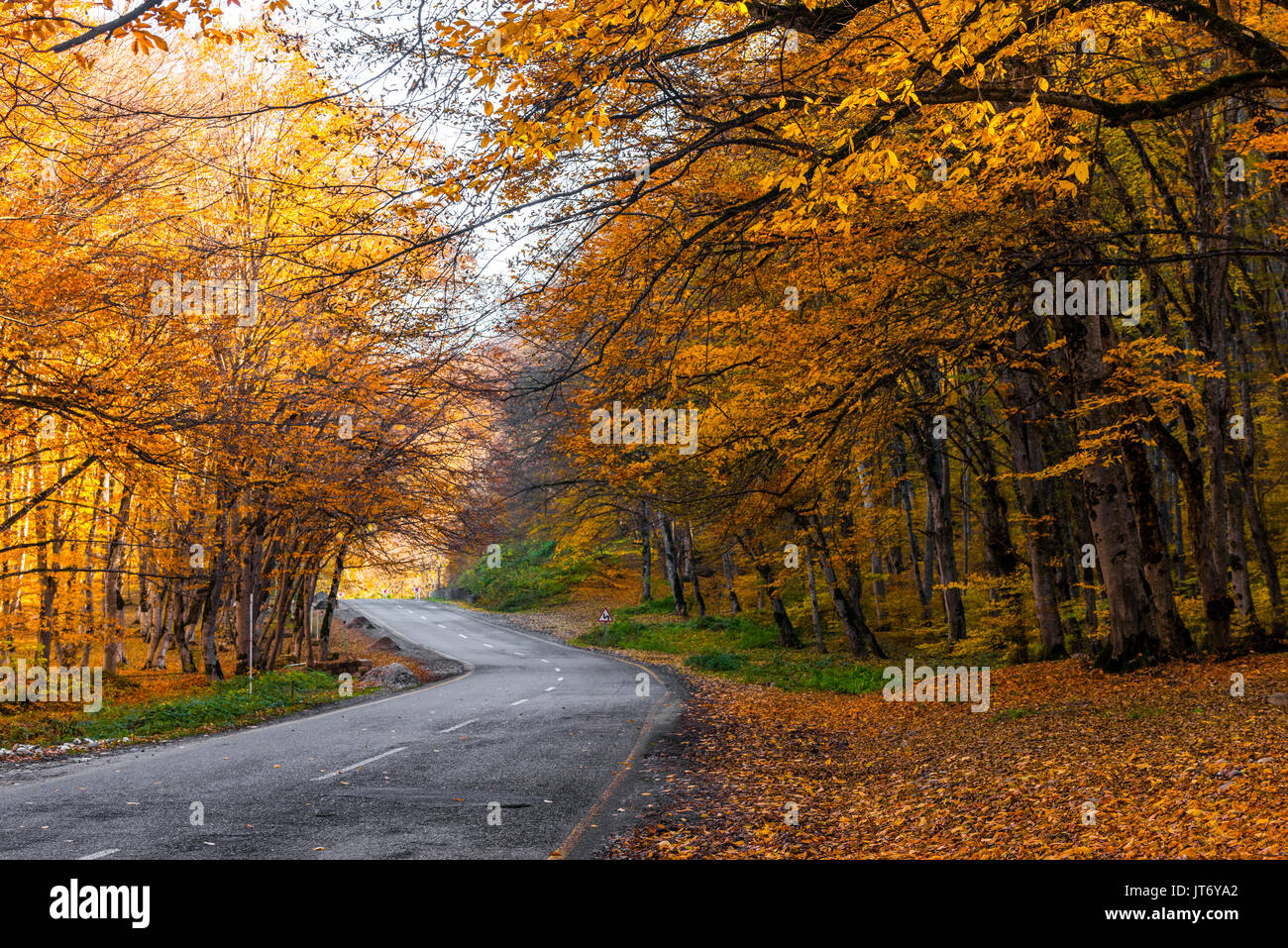 Autumn scene with road in forest Stock Photo