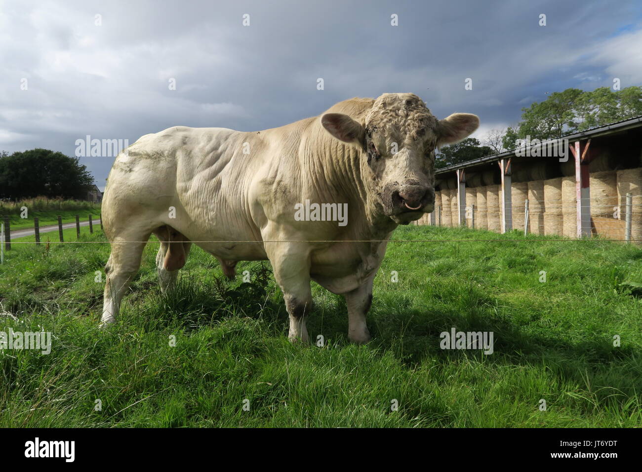 Prize bull hires stock photography and images Alamy