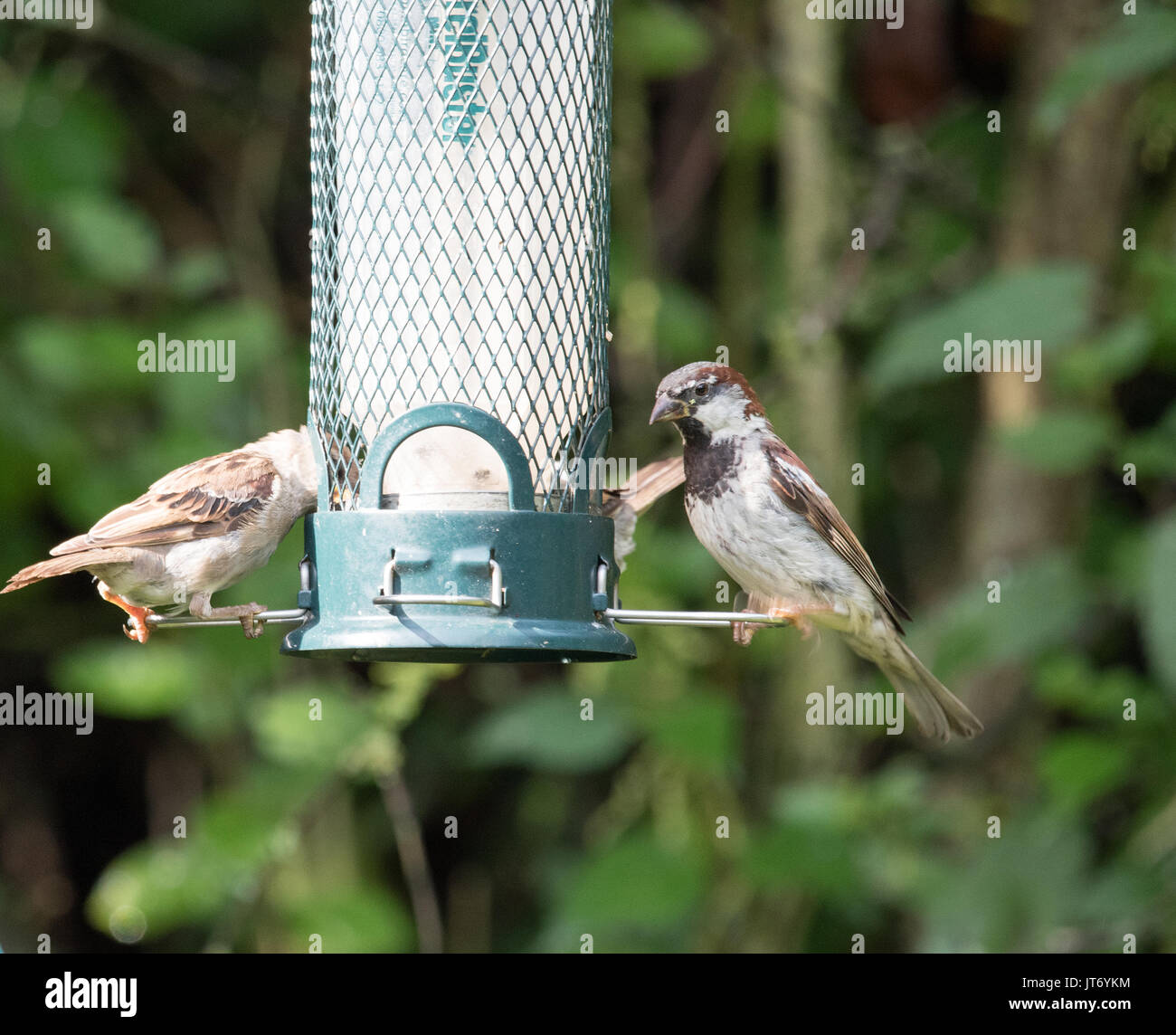 Sparrows on bird feeder Stock Photo Alamy