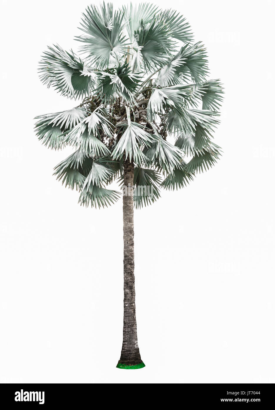 Palm tree isolated on white background Stock Photo - Alamy