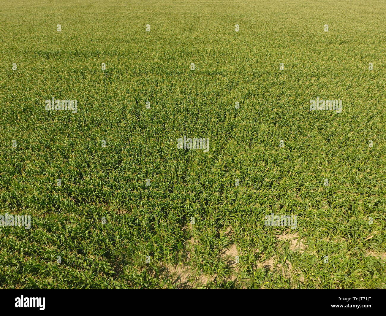 Corn young grass weed hi-res stock photography and images - Alamy