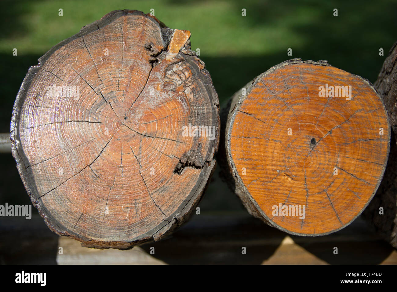 The number of the rings determines the age of the tree Stock Photo - Alamy