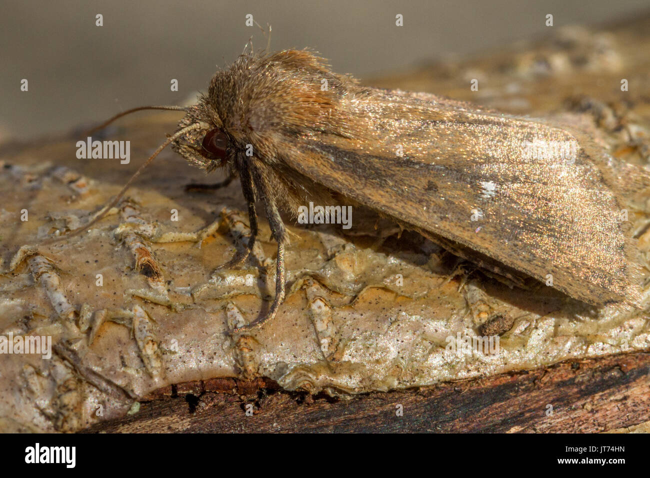 UK Wildlife: Twin-spotted wainscot moth (archanara geminipuncta), Doncaster, England Stock Photo