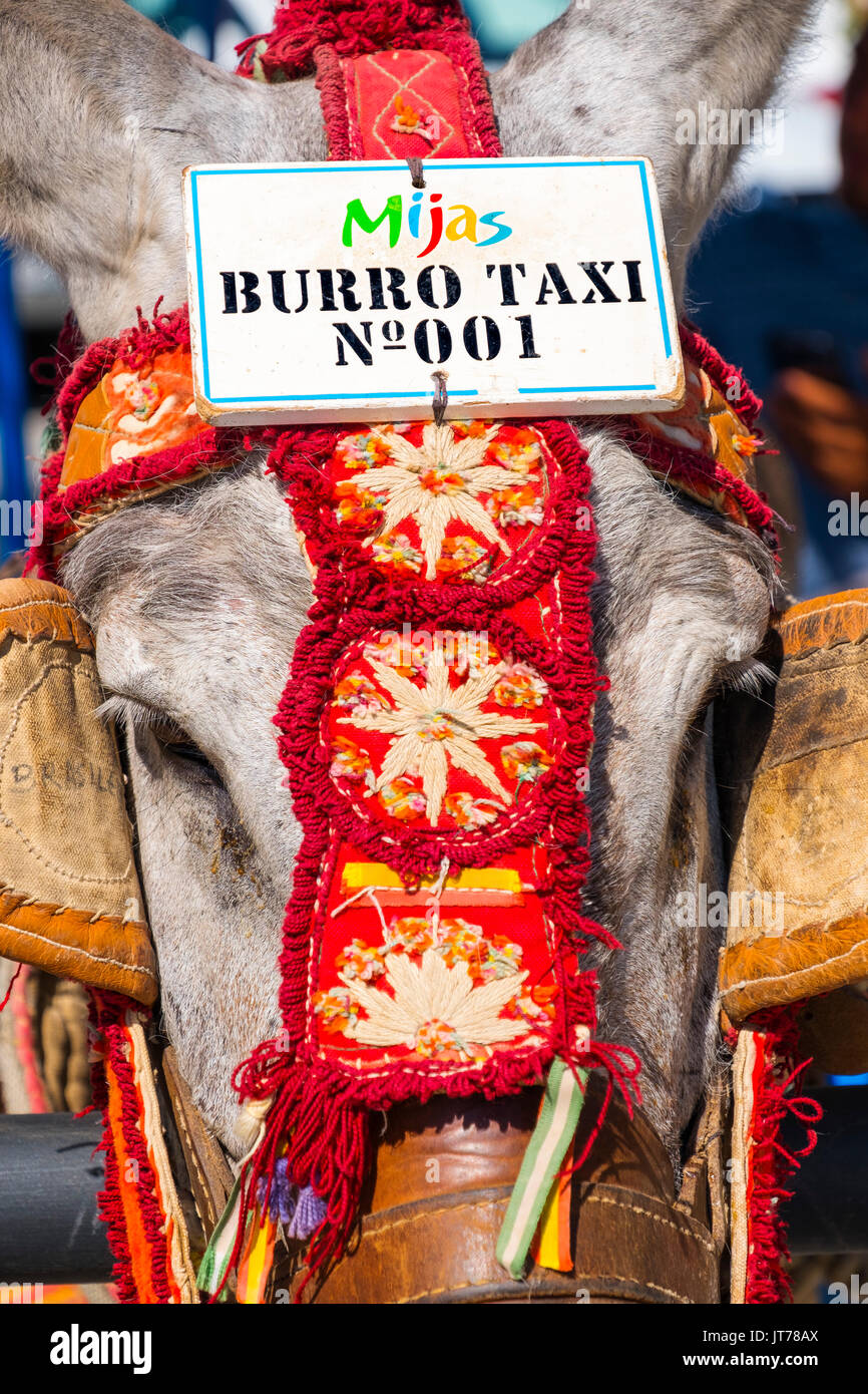 Famous donkey taxi. Attraction for visitors, typical white village of Mijas. Costa del Sol, Málaga province. Andalusia, Southern Spain Europe Stock Photo