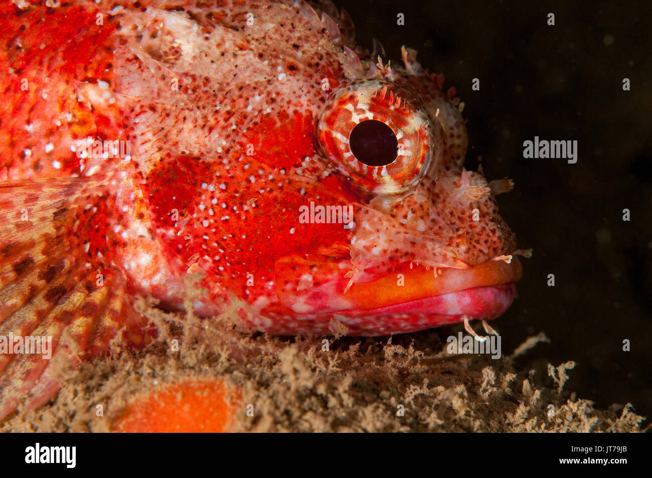 portrait of a Madeira rockfish (Scorpaena maderensis), L'escala, Costa Brava, Catalonia, Spain Stock Photo