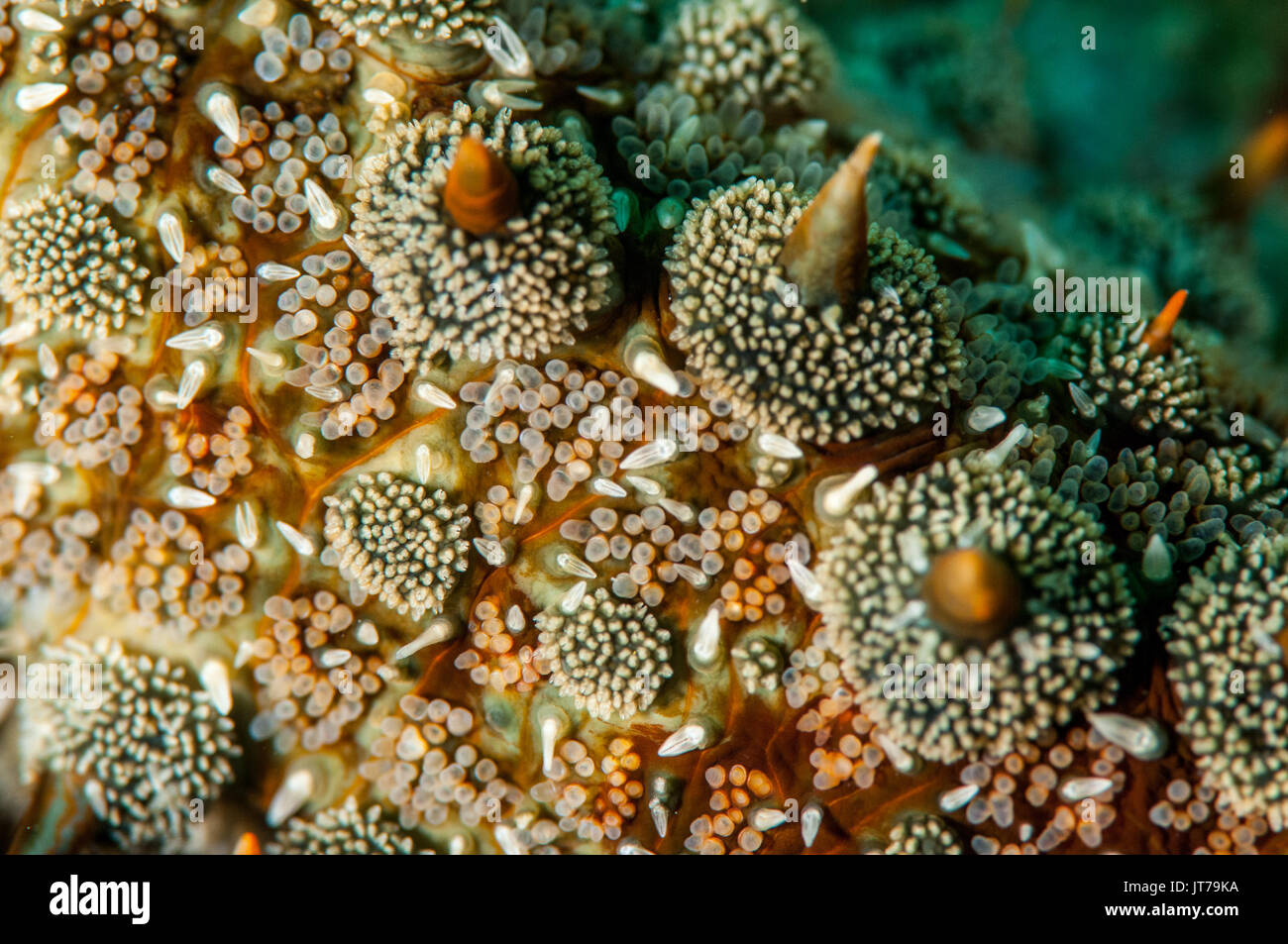 a close-up view of a spiny starfish (Marthasterias glacialis), L'escala, Costa Brava, Catalonia, Spain Stock Photo