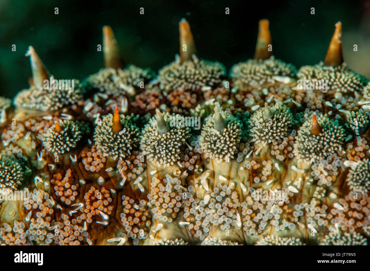 a close-up view of a spiny starfish (Marthasterias glacialis), L'escala, Costa Brava, Catalonia, Spain Stock Photo