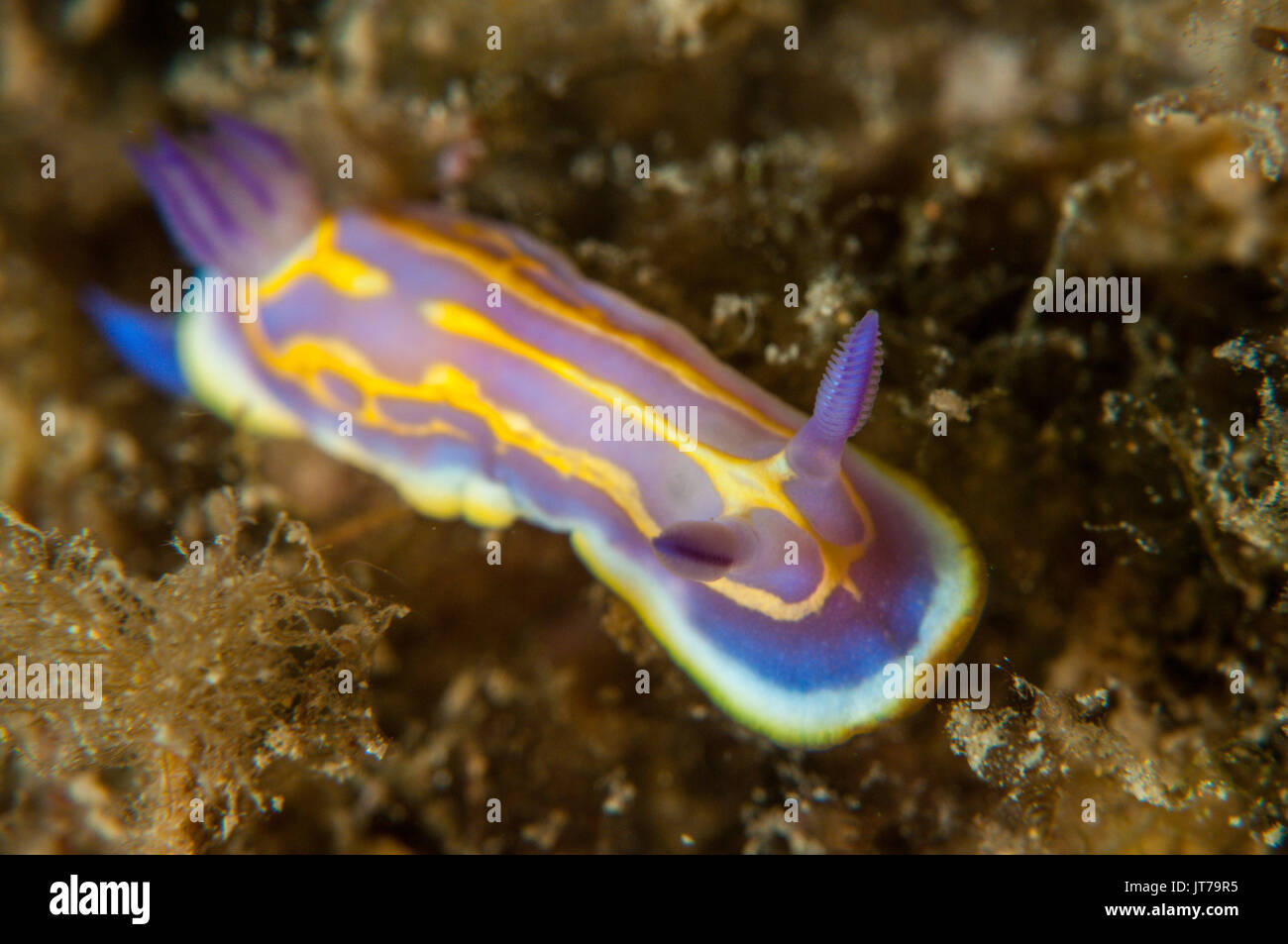 close-up view of a nudibranch (Felimida krohni), L'escala, Costa Brava, Catalonia, Spain Stock Photo