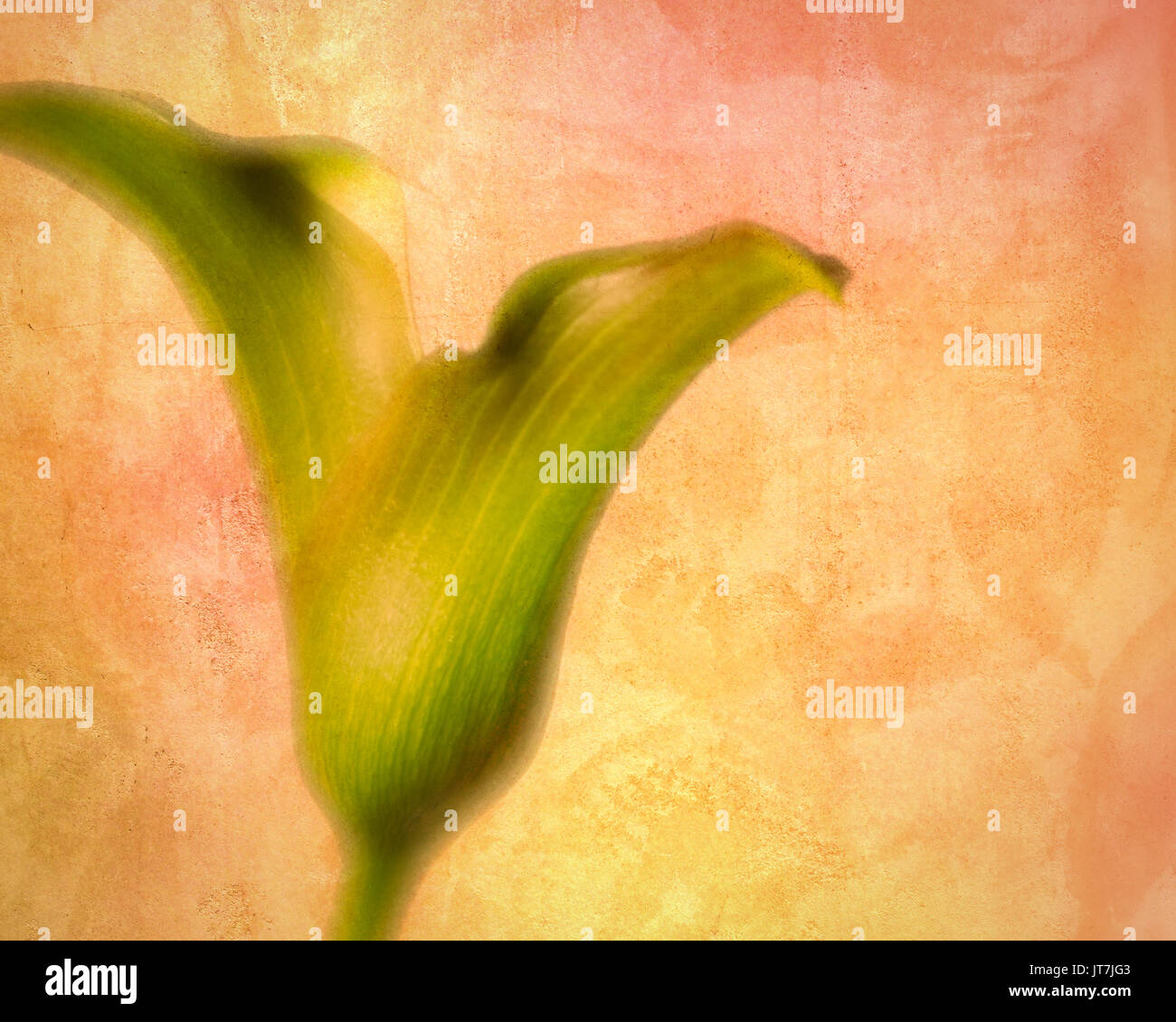 Double Calla Lily on textured background Stock Photo