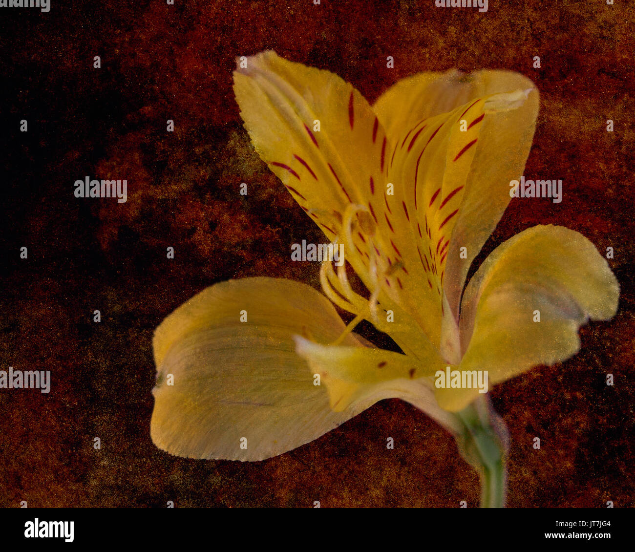 Yellow Amaryllis on crimson background Stock Photo