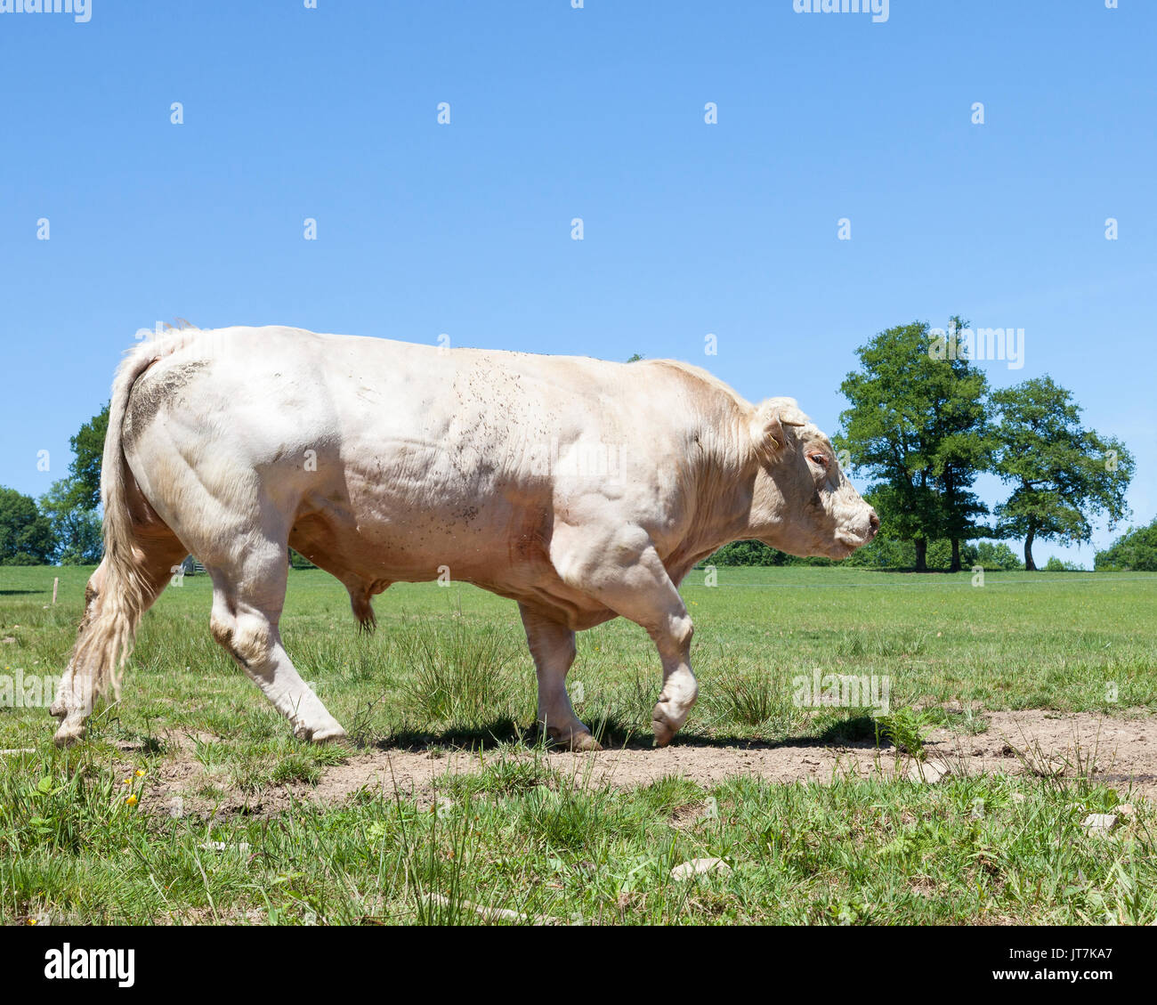 Charolais beef hires stock photography and images Alamy