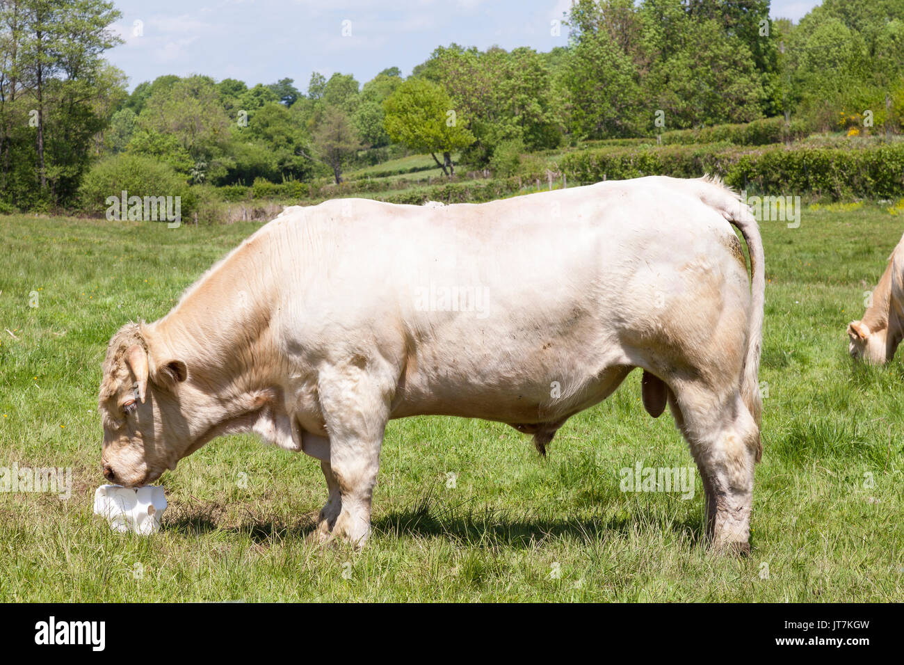Large white Charolais beef bull eating a block of salt lick mineral supplement in a green grassy pasture with a cow grazing to the side, close up prof Stock Photo