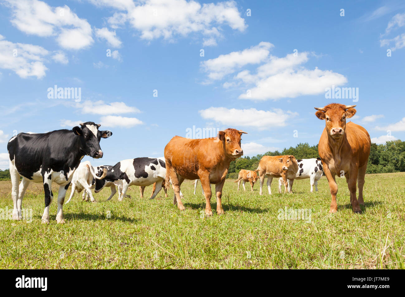 Mixed herd of black and white Holstein dairy cows and red brown