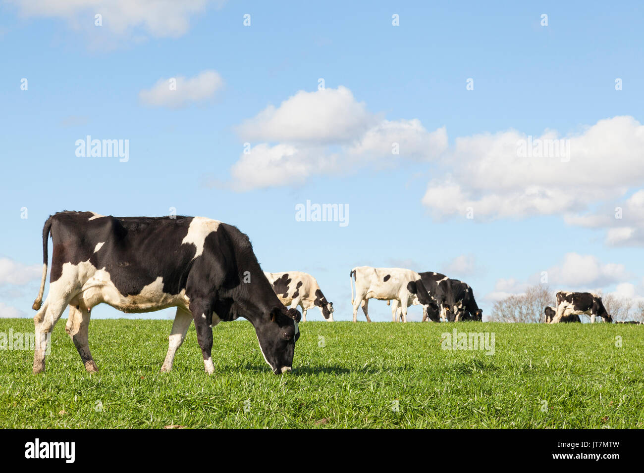 Black and white Holstein dairy cow grazing in a green pasture during ...
