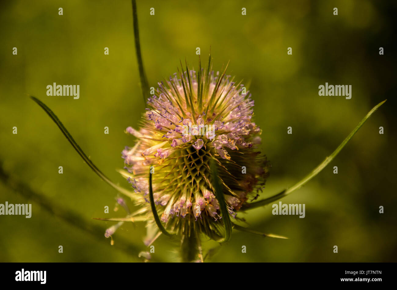 Wildflower scenery hi-res stock photography and images - Alamy