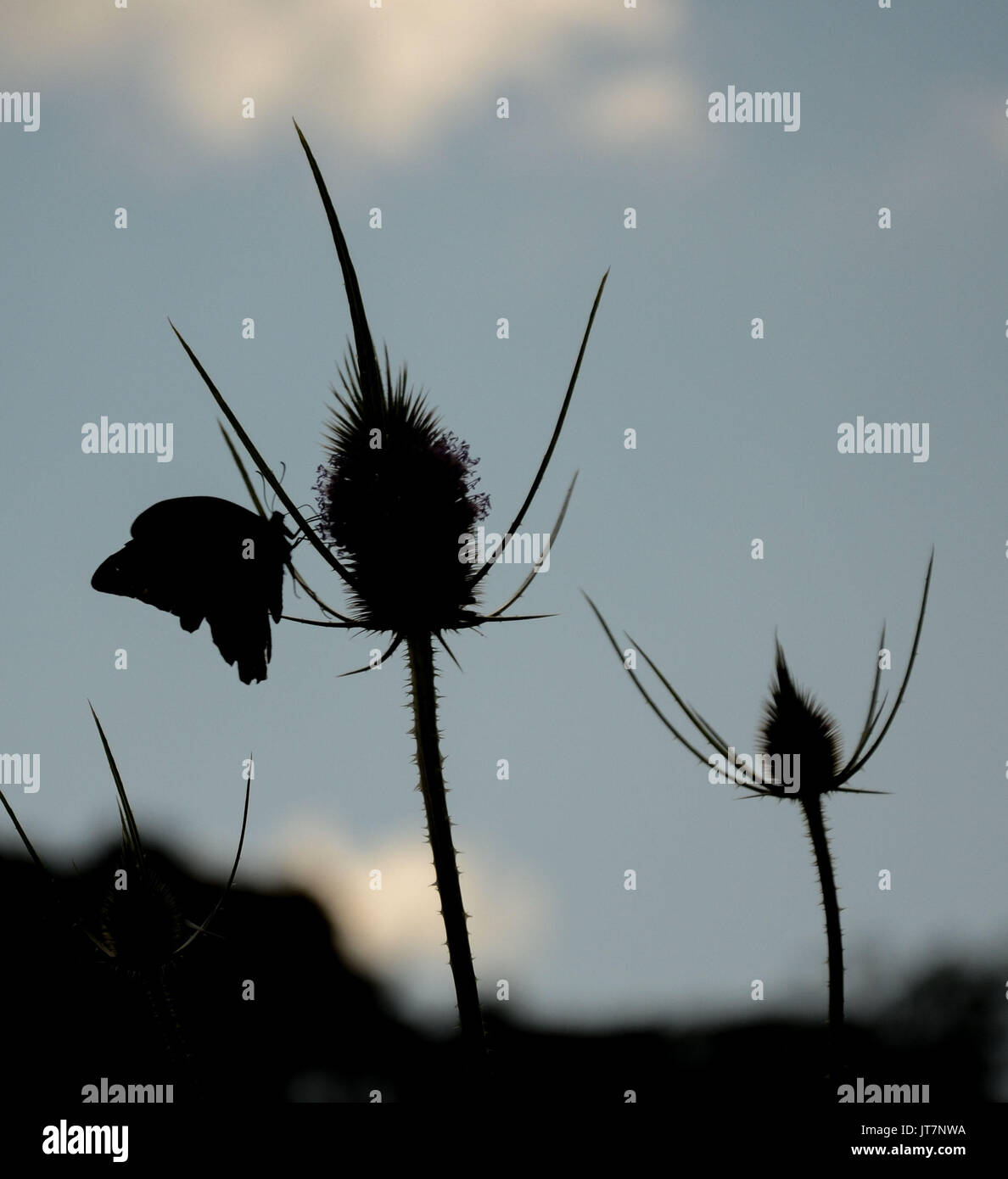 Wildflower silhouette hi-res stock photography and images - Alamy