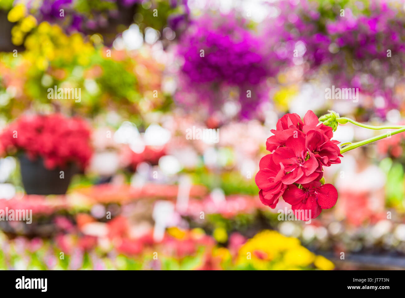 Macro closeup of red begonia flowers with bokeh background of colorful garden nursery florist center Stock Photo