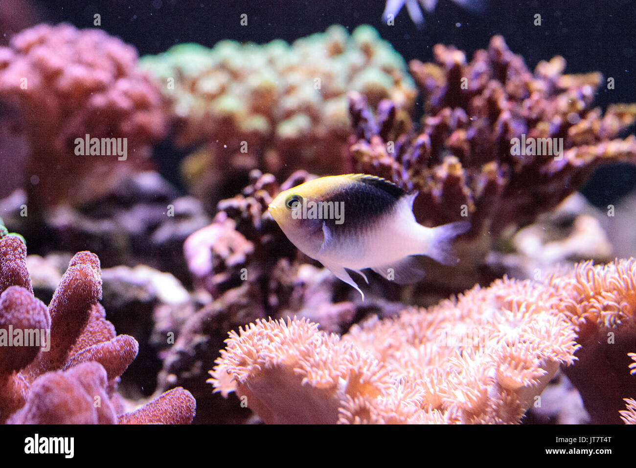 Fiji Yellow Head damsel Chrysiptera rollandi on a coral reef. Stock Photo