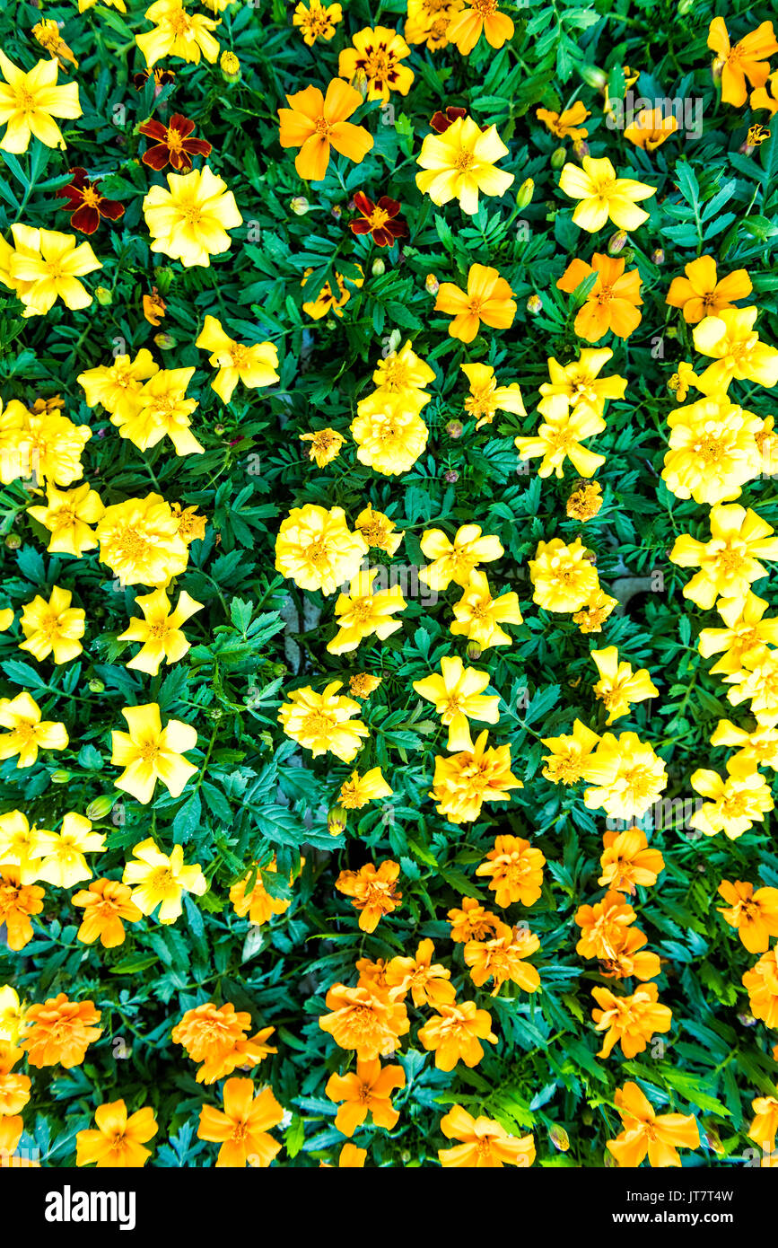 Flat top aerial view of many yellow gold marigold flowers in market florist nursery Stock Photo